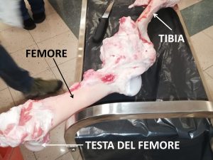 Femore e tibia bovina