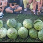 Raccolto orto di settembre