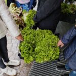 verdura primaverile