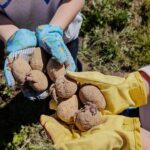 semina della patate