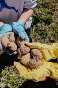 semina della patate