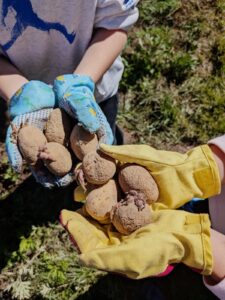 semina della patate